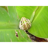 Frog in Banana plant